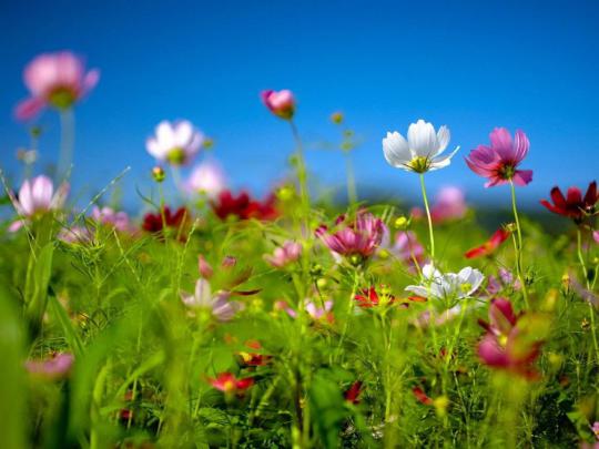 Spring Flower White Red Pink Daisies Picture Windows Theme Wallpaper Hd 