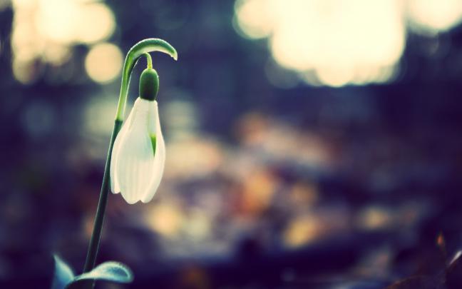 nature spring flower snowdrop photo - HD Desktop Wallpapers
