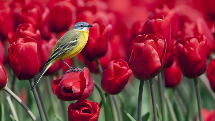 Bird And Flower Wallpaper (56+ images)