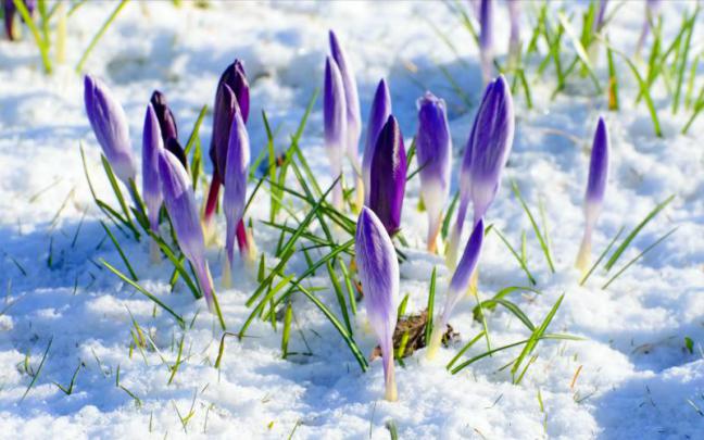 HD Spring Flower Snow Wallpaper | Download Free - 67590