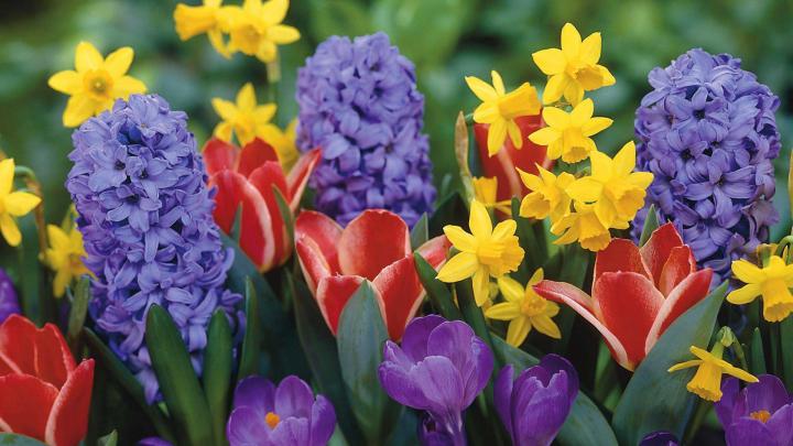 Wallpapers Spring Flowers