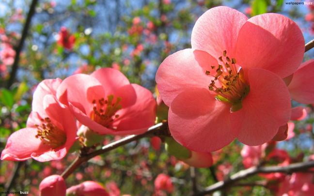 Spring Flower Wallpaper Backgrounds \u00b7\u2460 