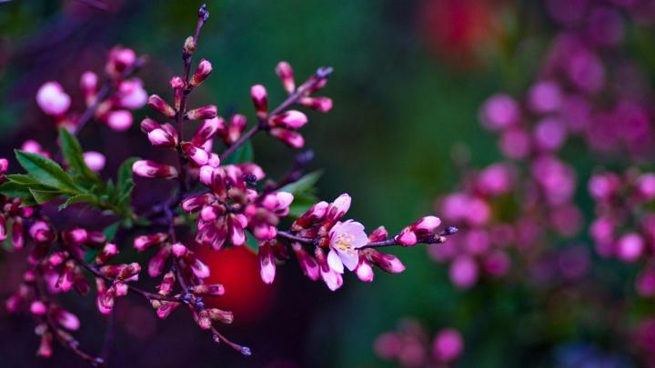 Spring Flowers 2018 Wallpapers