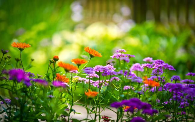 STAR HD PHOTOS: Spring Flowers HD Wallpapers