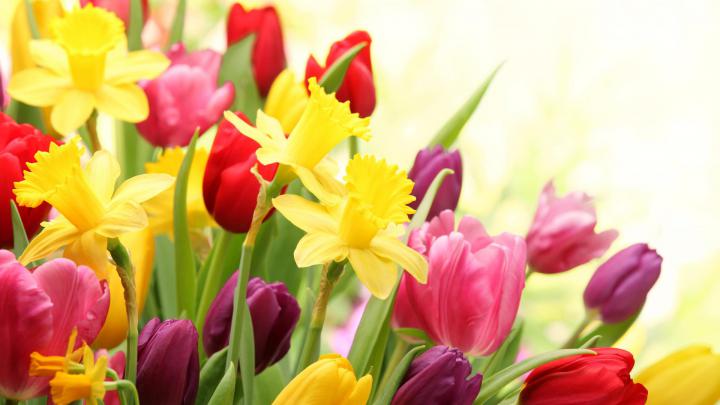 Spring Flowers HD Wallpapers