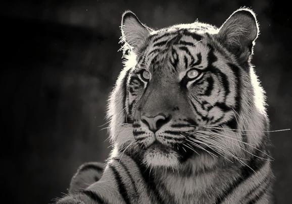 View 25 Tiger Black And White Wallpaper 4K - healthcareandmedical3p3