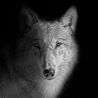 Unique White Wallpaper 4k - Gorilla Wallpaper