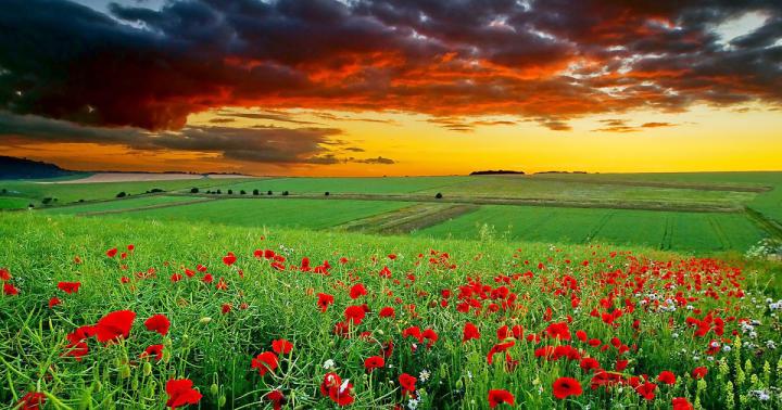 Get Inspired For Flower Windows 10 Wallpaper Hd 1920x1080 Nature images