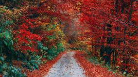 Fall Wallpaper 1920x1080