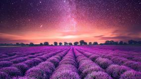 Lavender Desktop Wallpaper