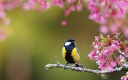 Spring Flowers Desktop Wallpaper