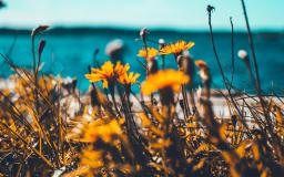 Spring Flowers Desktop Wallpaper