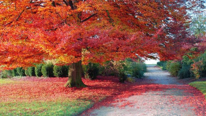 Free download autumn nature hd wallpaper 1080p autumn nature hd 