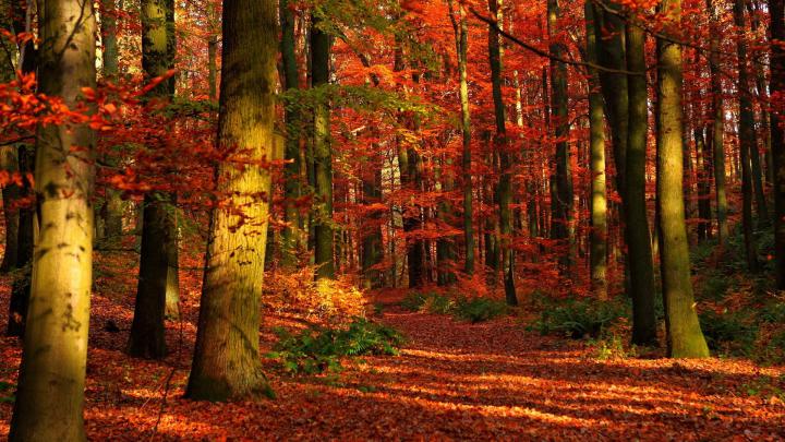 Free download autumn wallpaper 1920x1200 058 [1920x1200] for your 