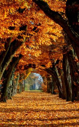 Free download Autumn Wallpaper hd Widescreen wallpaper Autumn Wallpaper 