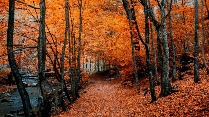 Autumn Wallpaper Hd 1920x1080 - Gambar Ngetrend dan VIRAL