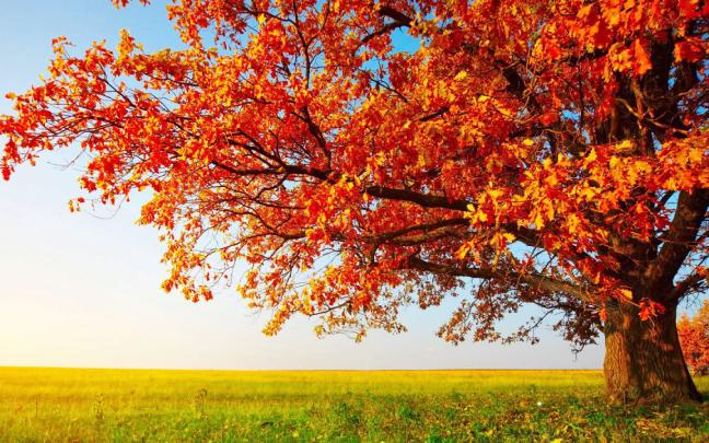 Free download HD Wallpapers 1080p Nature autumn Mobile wallpapers 