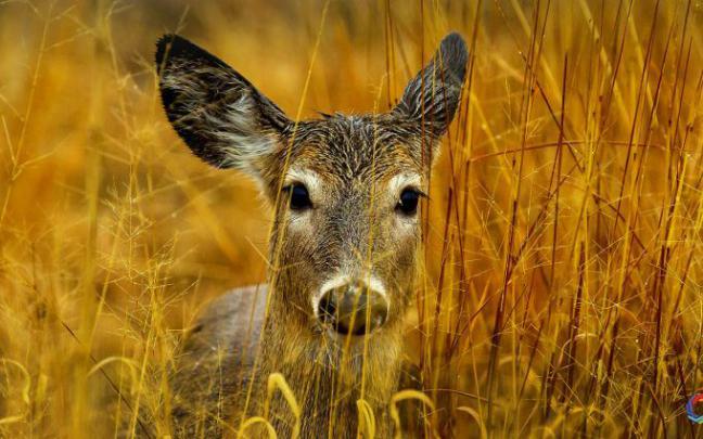 Incredible Nature Free Wallpaper 1920x1080 | Free wallpaper, The 