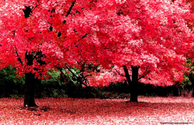 1920X1080 Nature Desktop Wallpapers | Free Best Hd Wallpapers