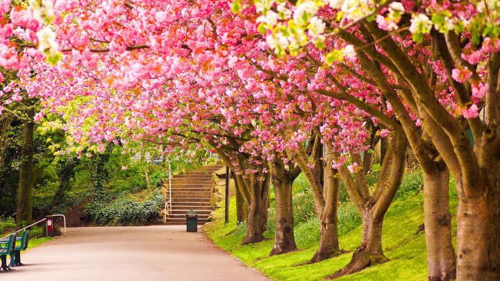 HD Nature Wallpapers (79+ background pictures)