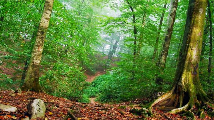 Free download wallpaper proslut Full HD Nature Wallpapers Download 