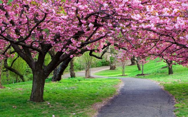 Widescreen Spring Desktop Wallpaper