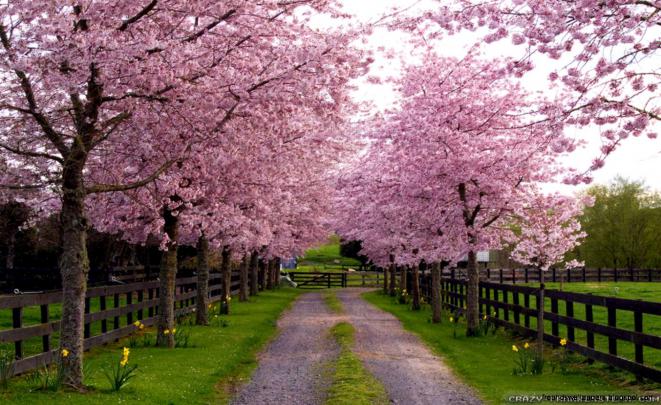 Spring Wallpaper Widescreen | Free Hd Wallpapers