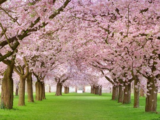 [44+] Spring Widescreen Wallpaper 