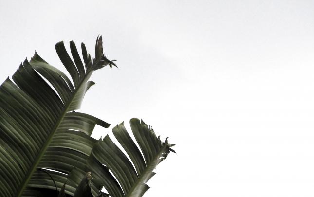 Minimalist Plant Desktop Wallpapers - Top Free Minimalist Plant Desktop 