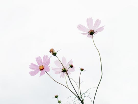 HD Macbook Wallpaper Minimalist Aesthetic Flower Desktop Wallpaper Free