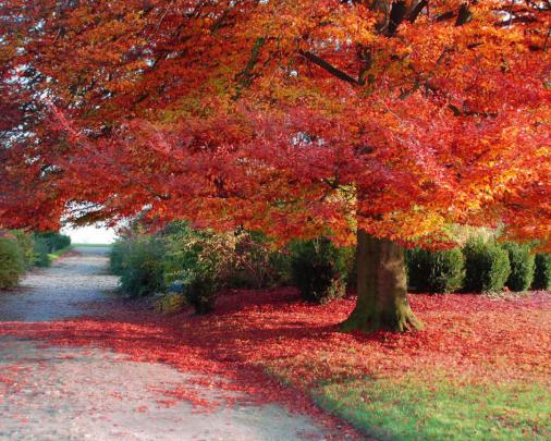 Free download wallpapers autumn wallpaper nature 1920x1080 [1920x1080 