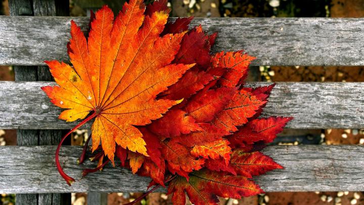 Free Autumn Wallpapers Hd - Autumn Wallpaper Hd - 1920x1080 Wallpaper 