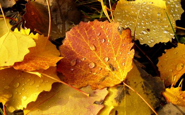 Autumn Wallpaper HD 1920x1080