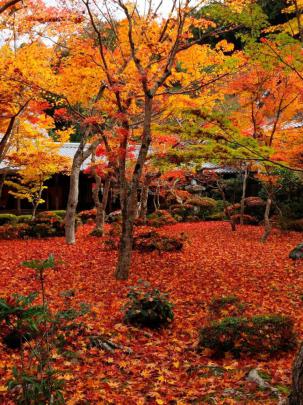 Free download Autumn maple Enkoji Temple Autumn wallpaper HD Wallpaper 