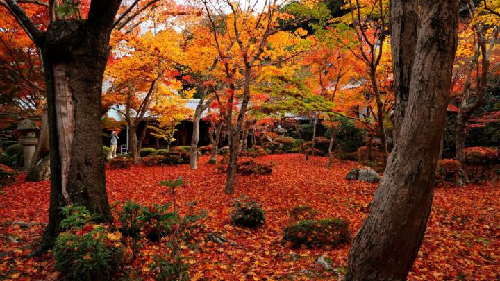 Free download Autumn maple Enkoji Temple Autumn wallpaper HD Wallpaper 