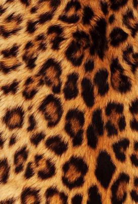 Cheetah Print Wallpapers