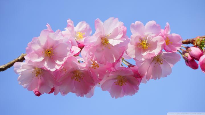 Japanese Cherry Blossom Wallpaper 1920x1080 (59+ images)