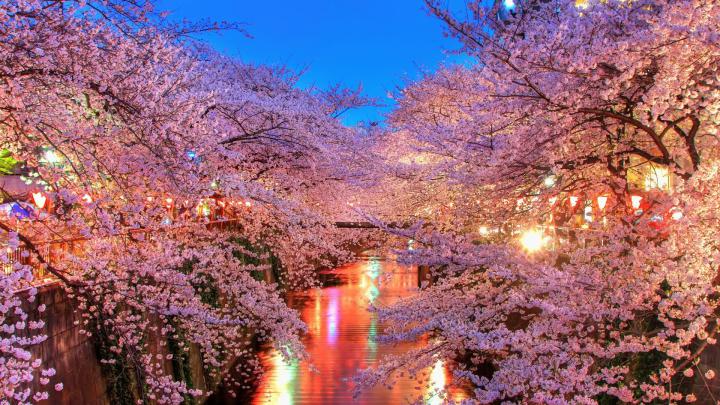 Japanese Cherry Blossom Wallpaper 1920x1080 (59+ images)
