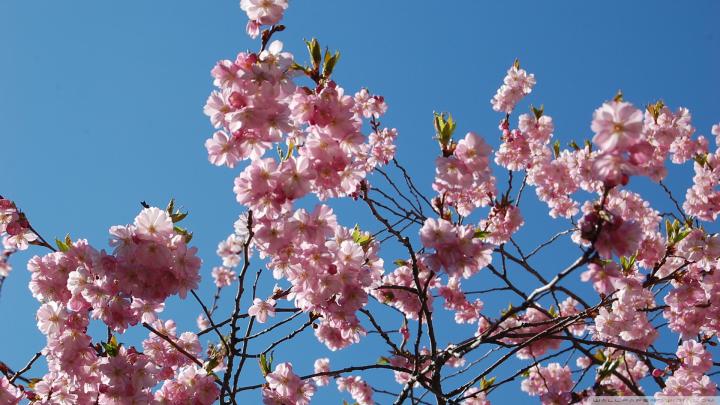 Japanese Cherry Blossom Wallpaper 1920x1080 -