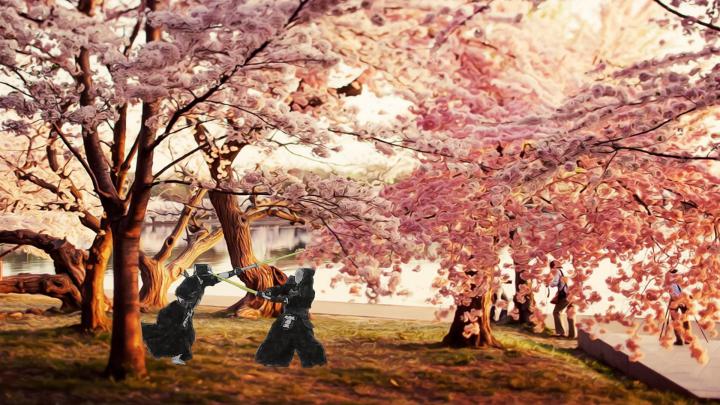 Japanese Cherry Blossom Wallpaper 1920x1080 (59+ images)