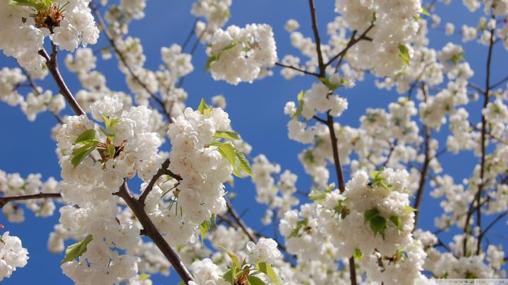 [37+] Japanese Cherry Blossom Wallpaper 1920x1080 