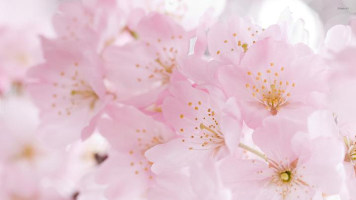 [37+] Japanese Cherry Blossom Wallpaper 1920x1080 