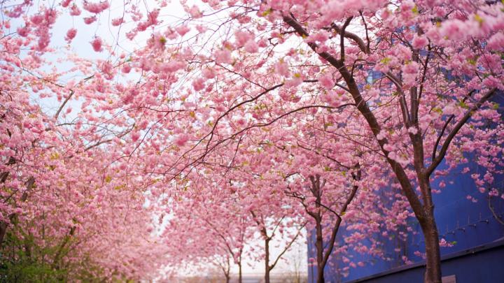Japanese Cherry Blossom Wallpaper 1920x1080 (59+ images)