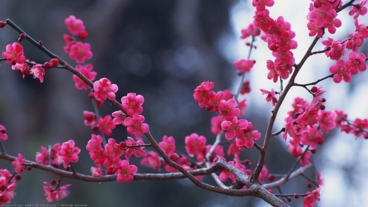 Japanese Cherry Blossom Wallpaper 1920x1080 (59+ images)