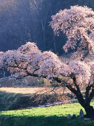Free download Cherry Blossoms Wallpaper 1920x1080 Cherry Blossoms Trees 