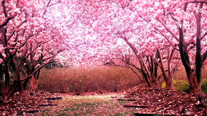 Cherry Blossom Desktop Wallpaper -