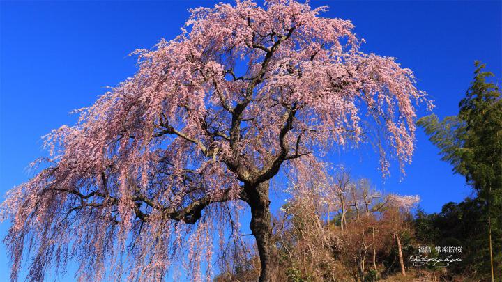 Japanese Cherry Blossom Wallpaper 1920x1080 -