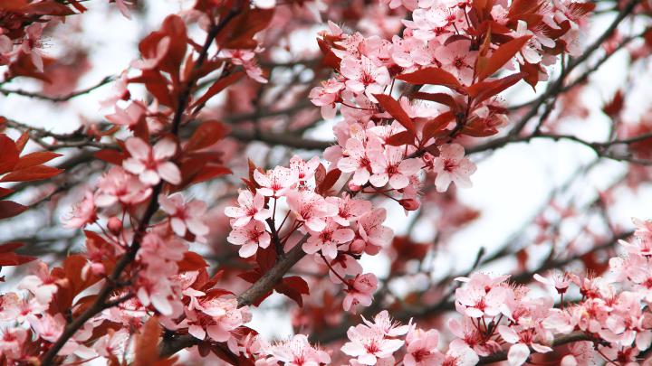 Cherry Blossom Wallpaper 1920x1080 - splash