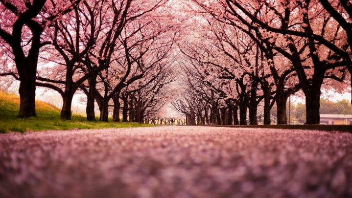 [55+] Japanese Cherry Blossom Wallpaper 1920x1080 - Android, iPhone 
