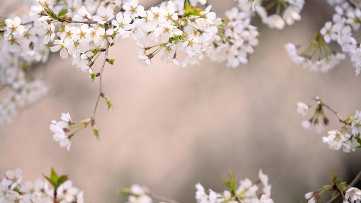 Japanese Cherry Blossom Wallpaper 1920x1080 (59+ images)